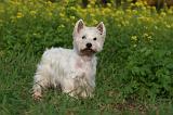 WESTIE 432